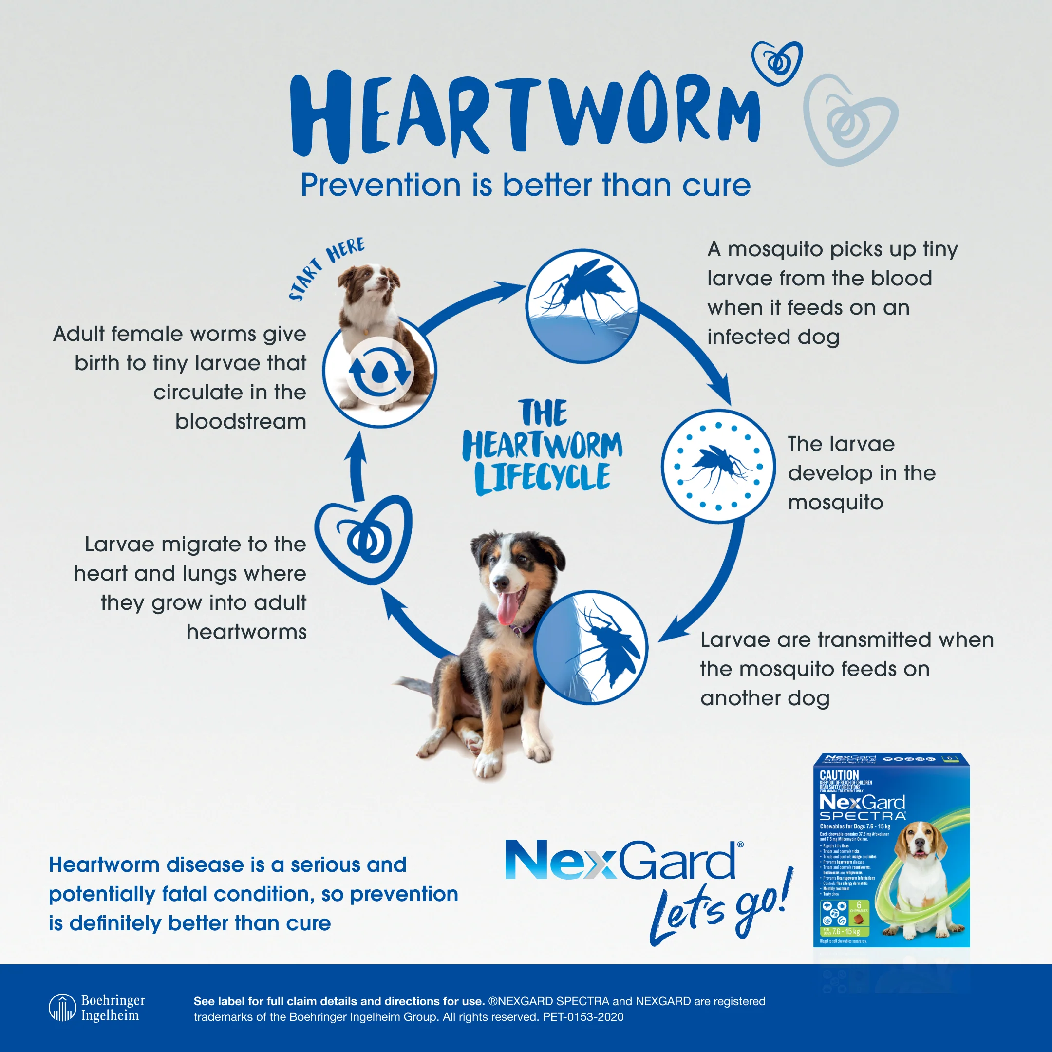 NexGard Spectra Chewables for Extra Small Dogs 4.4–7.7 lbs (2–3.5 kg) – Orange - Image 4